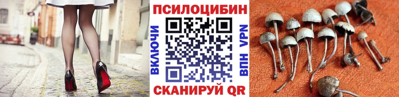 Псилоцибиновые грибы Psilocybe  Луховицы 